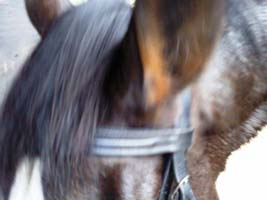 The Alan King trained Freddie The Investor