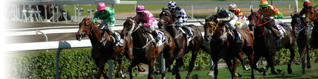 Horse race tips